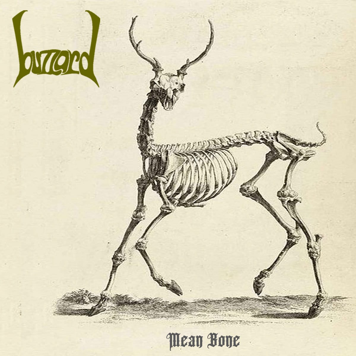 Animal skeleton.